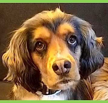 Photo of Brownie