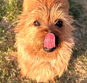 Photo of Gracie