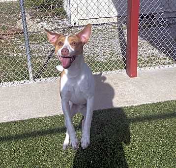 Photo of Petey