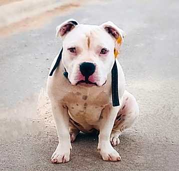 Photo of Stella