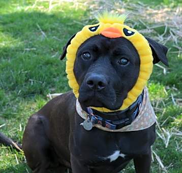 Photo of Sable (TN)-adoption pending