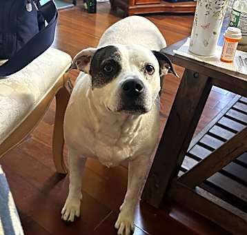 Photo of Peatie
