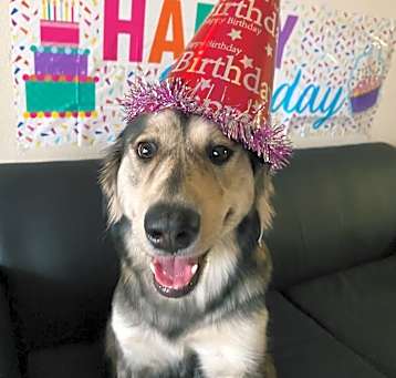 Photo of Nala