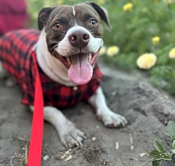 Photo of Apollo