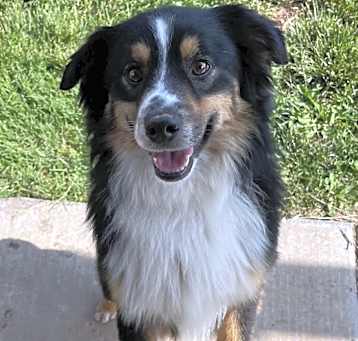 Photo of Barney