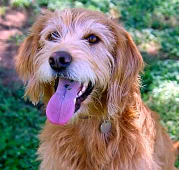Photo of Indi
