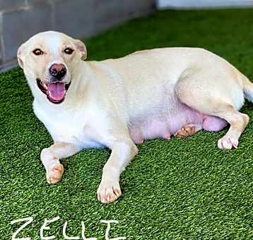 Photo of Zelli 6077