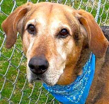 Photo of Diesel