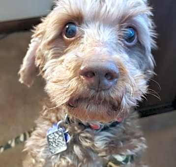 Photo of Ricky - Fairfield