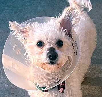 Photo of Louie