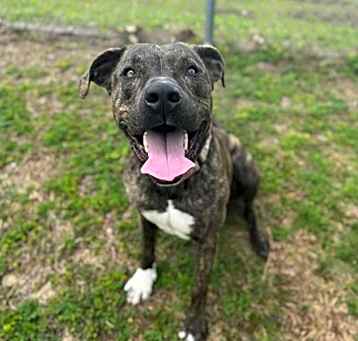 Photo of ROLO