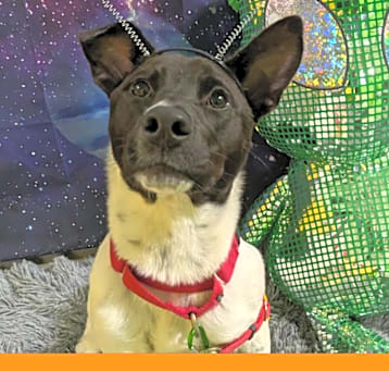 Photo of Betty-Boo