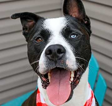 Photo of Domino