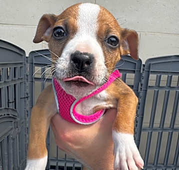 Photo of Harper