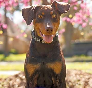 Photo of Buddy