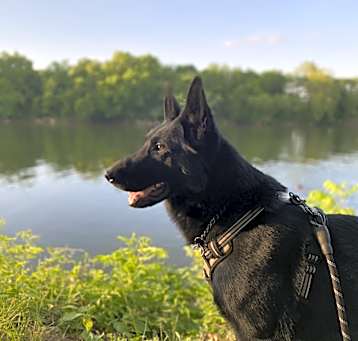 Photo of Duke