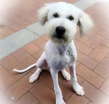 Photo of Basil