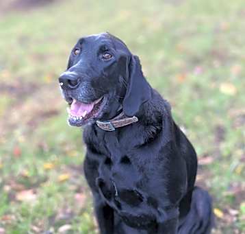 Photo of Mowgli