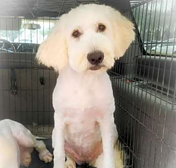 Photo of Bluebell