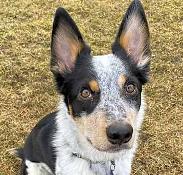 Photo of Jet