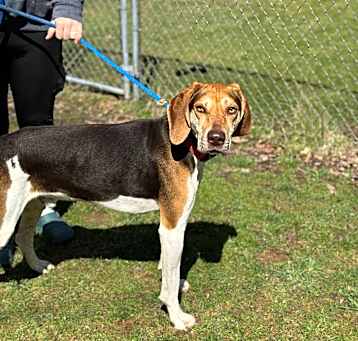 Photo of Sarge