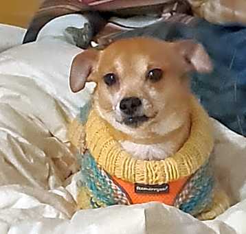 Photo of Joey Junior