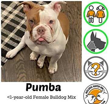Photo of Pumba