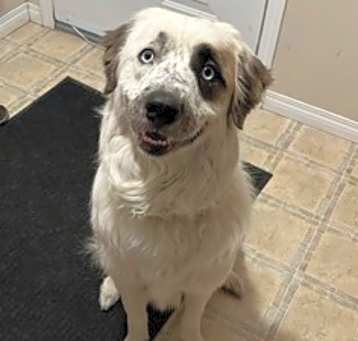 Photo of Bluey