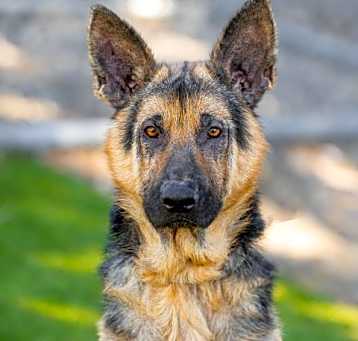 Photo of *STETSON