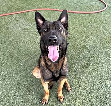 Photo of BOLT
