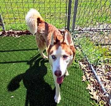 Photo of Rufus