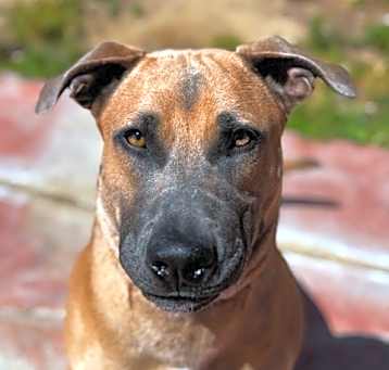 Photo of Churro