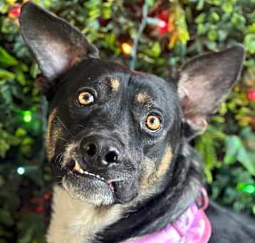 Photo of Luna