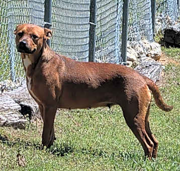 Photo of Egypt- Adoptable Awaiting S/N