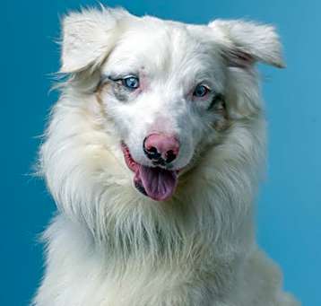 Photo of Koda