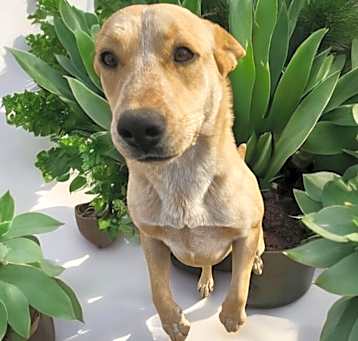 Photo of TULIP