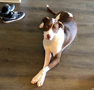Photo of Cooper