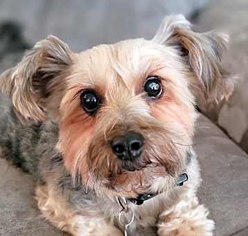 Photo of Shyla