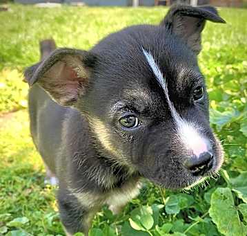 Photo of Anakin