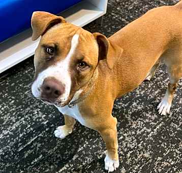 Photo of Miley (Deaf)