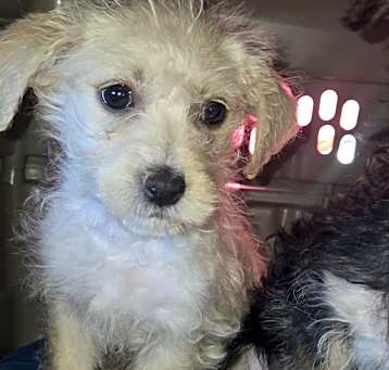 Photo of Poppy