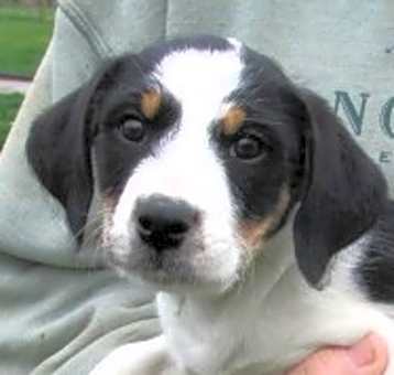 Photo of Sugar