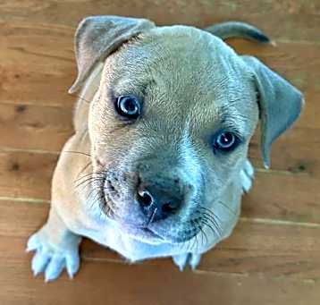Photo of Bean (FTF- Albany County Only)