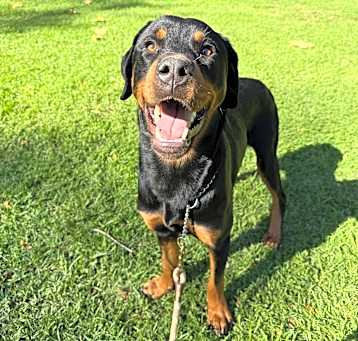 Photo of Dante