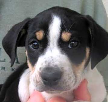 Photo of Chip