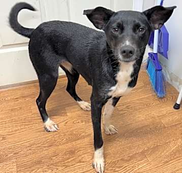 Photo of Dobbie