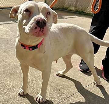 Photo of Buttercup