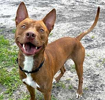 Photo of Tyson