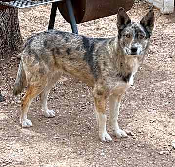 Photo of Canela
