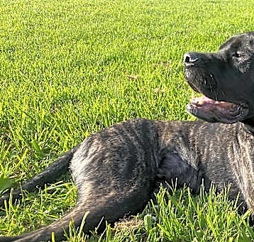 Photo of Theo